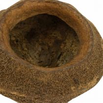 Artikel Paradiesnuss Pflanztopf Natur Sapucaia Ø14cm H10cm 3 St