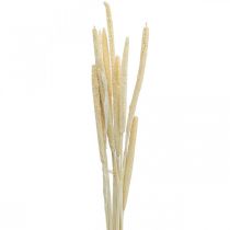 Schilfkolben Deko Schilfgras getrocknet Gebleicht H60cm Bund