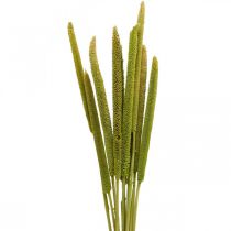 Schilfkolben Deko Schilfgras getrocknet Grün H60cm Bund