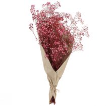 Artikel Konserviertes Schleierkraut in Berry, Rispiges Gipskraut, Länge 50cm, ca. 55g