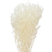 Artikel Schleierkraut Weiß Trockengräser Deko Creme 65-70cm 100g