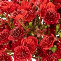 Artikel Künstliches Schleierkraut rot Bouquet 30cm 10 Stück