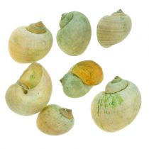 Schneckenhäuser Grün 1kg