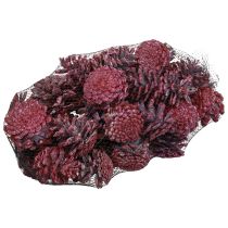 Artikel Schwarzkiefer Zapfen Rot Naturdeko Gefrostet 5–7cm 1kg