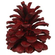 Artikel Schwarzkiefernzapfen Bordeaux Deko Zapfen Rot 6-8cm 6 St