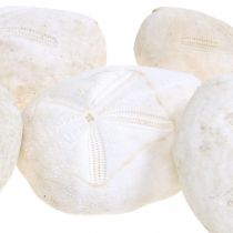 Seeigel Weiß, Maritime Naturdeko 4cm-6cm 25St