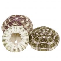 Seeigel-Mix Grün-Lila 9St