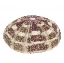 Seeigel-Mix Grün-Lila 9St