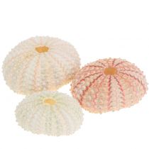 Seeigel Rosa Maritime Deko 36 St