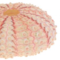 Artikel Seeigel Rosa Maritime Deko 36 St
