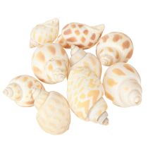 Artikel Seeschnecken Natur Schneckenhäuser Maritim 2–4cm 300g