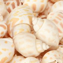 Artikel Seeschnecken Natur Schneckenhäuser Maritim 2–4cm 300g