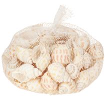 Artikel Seeschneckenhäuser Natur 2–4cm 300g Dekoration