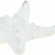 Artikel Echte Deko-Seesterne Weiß 3–6cm 30 Stück
