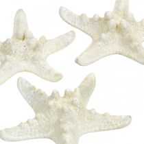 Artikel Seestern Deko Weiß, Getrocknete Seesterne zum Basteln 7-11cm 15St