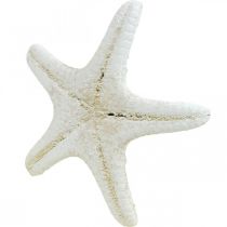 Artikel Getrocknete Seesterne aus Naturmaterial, Weiß, 7-11 cm, 15 Stück