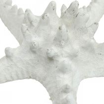 Artikel Getrocknete Deko-Seesterne Noppenseestern Weiß 15–18 cm 10 Stück