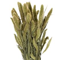 Artikel Borstenhirse Setaria Trockenblumen für rustikale und stilvolle Wohnaccessoires 75cm 220g