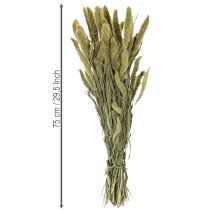 Artikel Borstenhirse Trockenblumen Naturbund 75cm 220g für Wohn- und Tischdekoration