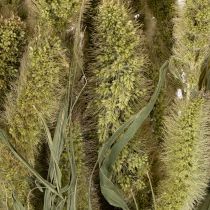 Artikel Borstenhirse Trockenblumen Naturbund 75cm 220g für Wohn- und Tischdekoration