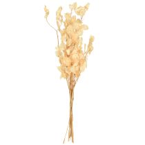 Artikel Getrocknetes Silberblatt Lunaria Champagner 65-70 cm 20 g Dekoration