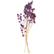 Artikel Getrocknetes Silberblatt Lunaria Mondviole Lila 65-70cm 20g Dekoration