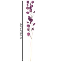 Artikel Silberblatt getrocknet Lunaria Mondviole Lila 65-70cm 20g