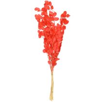 Artikel Getrocknetes Silberblatt Rot Lunaria Trockenblumen 65–70cm 20g