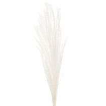 Artikel Trockenblumen Silbergras Weiß 70cm 10 Stück Dekoration