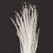 Artikel Trockenblumen Silbergras Weiß 70cm 10 Stück Dekoration