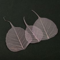 Artikel Skelettblätter Bodhi Blätter skelettiert Lila 5-15cm 200 St