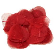 Artikel Skelettierte Bodhi-Blätter Rot 5-15cm für Dekoration und Basteln 200 Stück