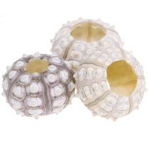 Seeigel 10St