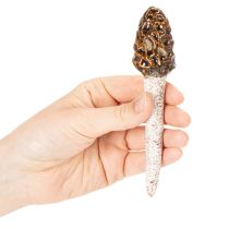 Artikel Künstlicher Deko-Morchel-Pilz aus Keramik, 13cm, Braun, 2er-Set