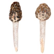 Artikel Künstlicher Deko-Morchel-Pilz aus Keramik, 13cm, Braun, 2er-Set