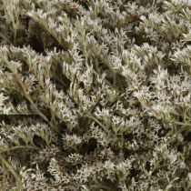 Artikel Strandflieder Statice Tatarica Trockenblumen Natur 2kg