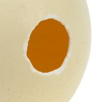 Artikel Ausgeblasenes Straußenei Ø12cm Naturfarben Dekoration