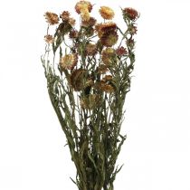 Artikel Strohblume Gelb, Rot getrocknet Helichrysum Trockenblume 50cm 60g