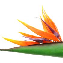 Strelitzie Paradiesvogelblume 95cm