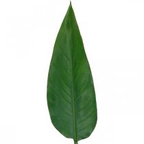 Strelitzie, Papageienblume, dekoratives Blatt, Strelitzien-Blatt Grün L81cm