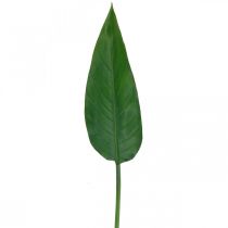 Strelitzie, Papageienblume, dekoratives Blatt, Strelitzien-Blatt Grün L81cm