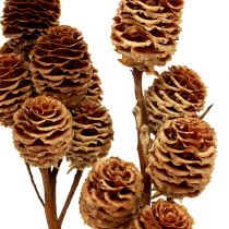 Strictum 6 - 9 Köpfe 25St