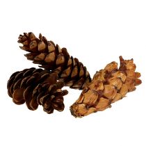 Artikel Strobus Zapfen 10-15cm lackiert 100 St