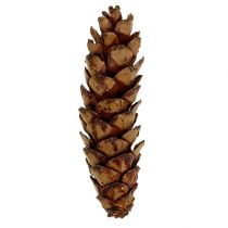 Artikel Strobus Zapfen 10-15cm lackiert 100 St