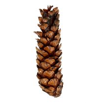 Artikel Strobus Kieferzapfen lackiert 15–20 cm Braun 100 Stück