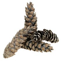 Artikel Strobus Zapfen 15cm - 20cm weißgewaschen 50 St
