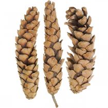 Kiefernzapfen Weymouthskiefer Strobus  Natur Gemischt 2,5kg