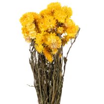 Artikel Strohblume Gelb getrocknet Helichrysum Trockenblumen Deko Bund 100g