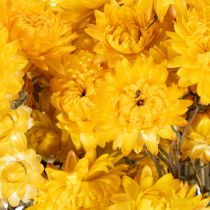 Artikel Trockenblumen Strohblume Gelb Helichrysum Bund 100g ca. 50cm