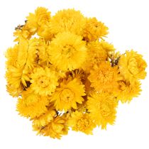 Artikel Trockenblumen Strohblume Gelb Helichrysum Bund 100g ca. 50cm